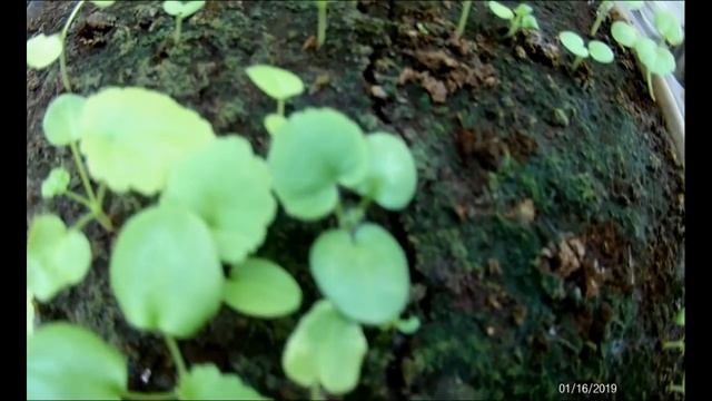 Пеларгония, цикламен проверяем всходы. смотреть онлайн