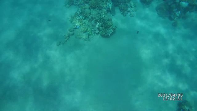 уникальное видео морская черепаха в Красном море смотреть онлайн