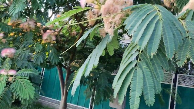 На Кубани зацвела акация, шикарное дерево, мимо не пройдешь, ароматное и красивое смотреть онлайн