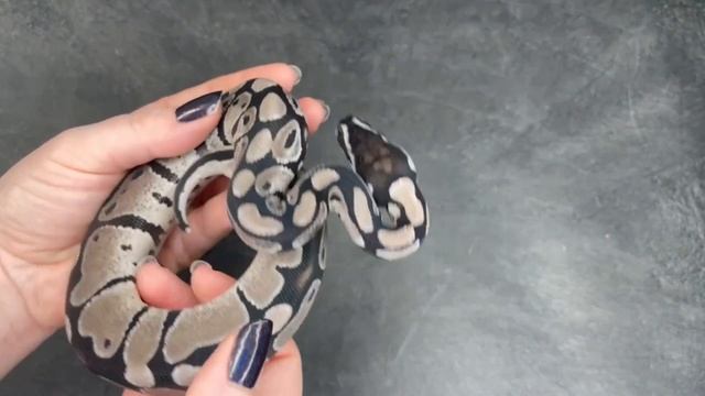 VPI Axanthic 100% het Piebald Ball Python - 2023.8-5 смотреть онлайн