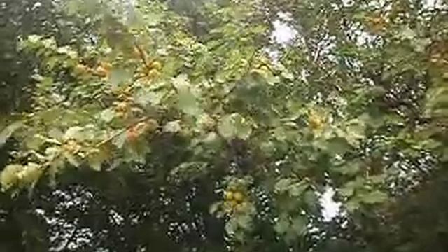Тиша, спокій і тепло....футаж смотреть онлайн