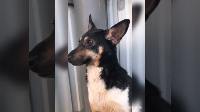 Возьми собаку из приюта! смотреть онлайн