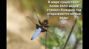 10 фактов о стрекозах ?