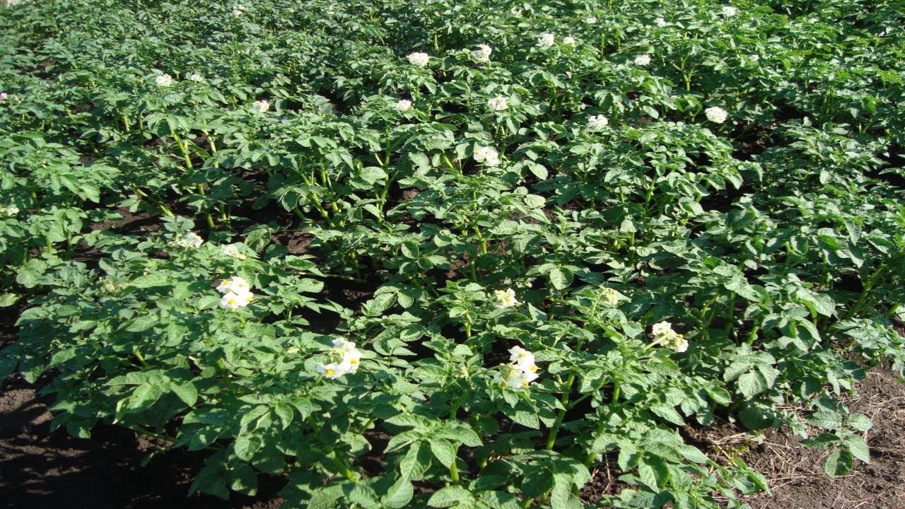 ЭФФЕКТИВНЫЙ СПОСОБ БОРЬБЫ С КОЛОРАДСКИМ ЖУКОМ БЕЗ ЯДОХИМИКАТОВ смотреть онлайн