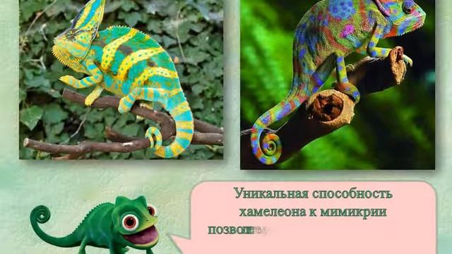 Интересные факты о хамелеонах смотреть онлайн