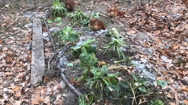 Дача / готовлюсь к следующему сезону / планы на следующий год смотреть онлайн