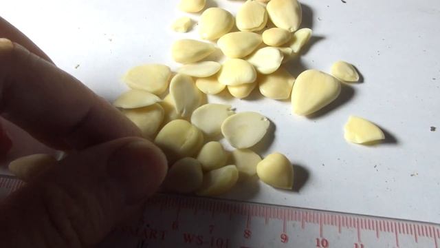 杏仁 @ 中藥材展示與記錄 - Amygdalus Communis - Chinese Materia Medica Illustration and Record смотреть онлайн