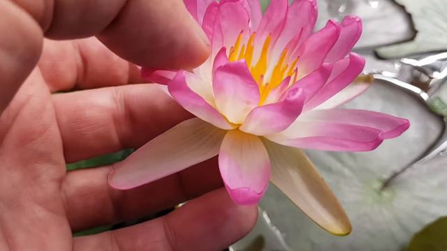 Нимфея Wild Cristal (nymphaea Wild Cristal) смотреть онлайн