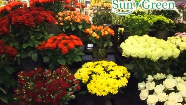 Зимние композиции от Sun Green смотреть онлайн