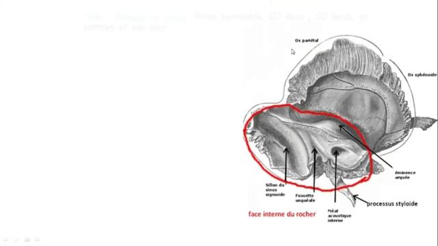 Anatomie | Apprendre Tout Les Os De La Tete Dans 1 Seul Vidéo Ostéologie Du Crane 2éme Année Médeci