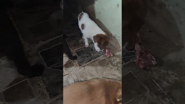 Ужин у осиротевших щенков смотреть онлайн