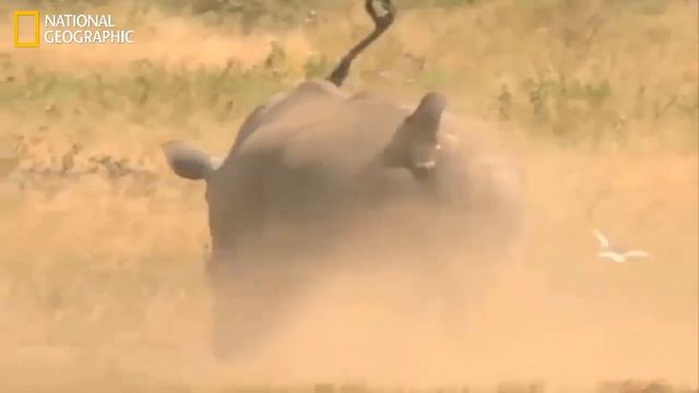 Wildlife Africa - Predator African Cats | Lions (Nat Geo Wild)