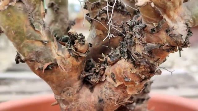 Tylecodon reticulatus смотреть онлайн