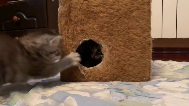 Котята мейн кун смотреть онлайн