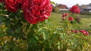 Роза парковая Хансаланд 'Hansaland' в октябре в Северо-Западном регионе.