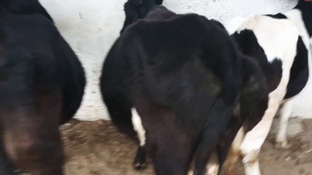 Молбозори Зафаробод  2 12 22