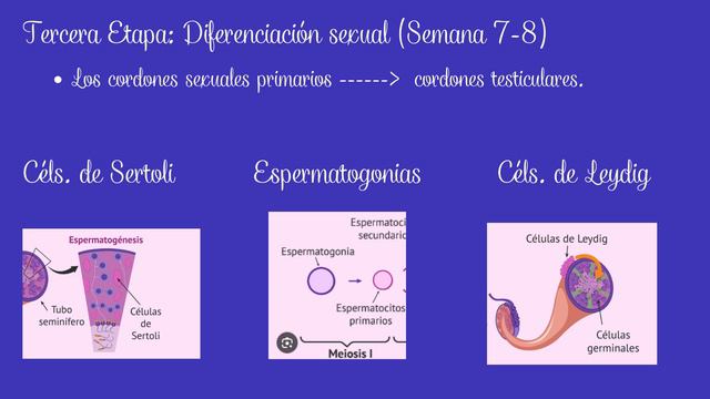 EMBRIOLOGÍA DEL SISTEMA REPRODUCTOR. MACHO смотреть онлайн