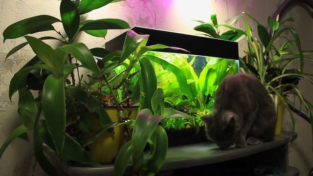 СЛУЧАЙНО! Купил не много рыбок! смотреть онлайн