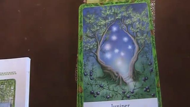 The Wisdom of Trees Oracle Unboxing Full Flip Through by Grün Eule смотреть онлайн