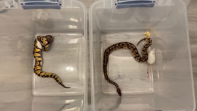 [WARNING] ⚠️ Live Ball Python ? Feeding смотреть онлайн