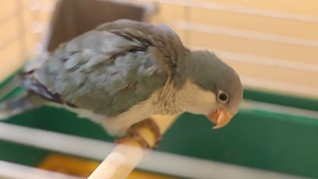 ПРИРУЧИТЬ ПОПУГАЯ ручное вскармливание (Квакер)FULL & ENG SUB смотреть онлайн