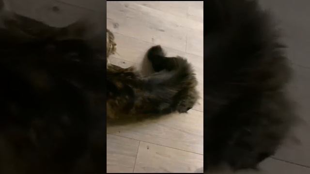Крадётся! !Хотел проползти без палева #shortsyoutube #shortvideo #cat смотреть онлайн