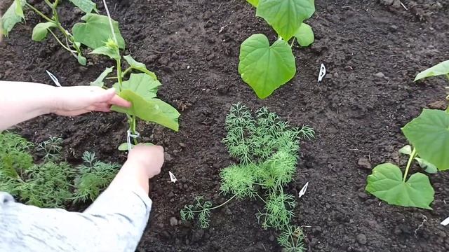 У высаженной в грунт рассады желтеют листья,синеет стебель.Что делать? Обзор теплицы на 25 мая. смотреть онлайн