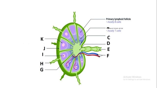 LYMPH NODE HOW TO LABEL AND DRAW A LYMPH NODE смотреть онлайн