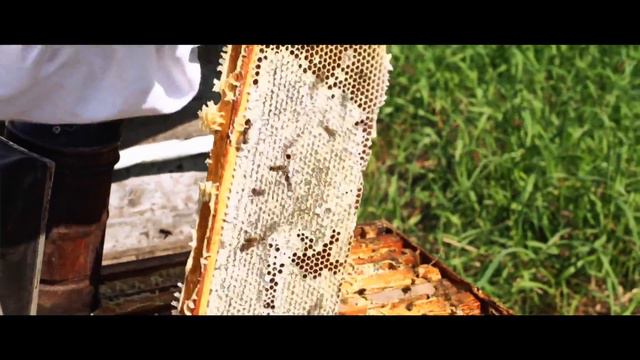 Мед Алтая, пасеки семьи Лукаш смотреть онлайн