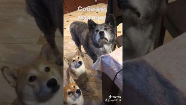 Тандем Акита Шиба #аманогава смотреть онлайн