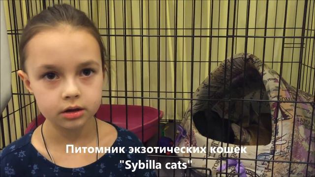 #4. Каракет (Caracat). Маленькая хозяйка каракета о своей любимице.