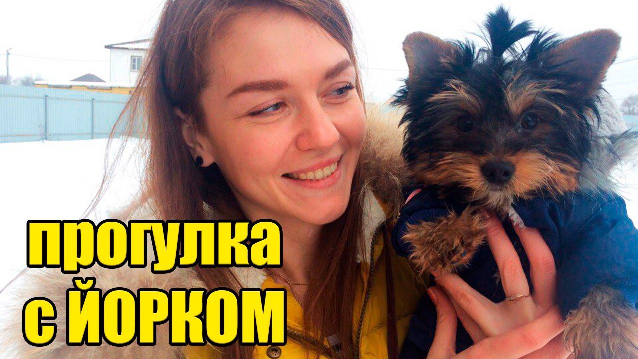 ЙОРКШИРСКИЙ ТЕРЬЕР. Что взять на прогулку?#иринасоковых смотреть онлайн