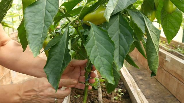 СЛАДКИЙ ПЕРЕЦ РЫЖИЙ ЛИС смотреть онлайн