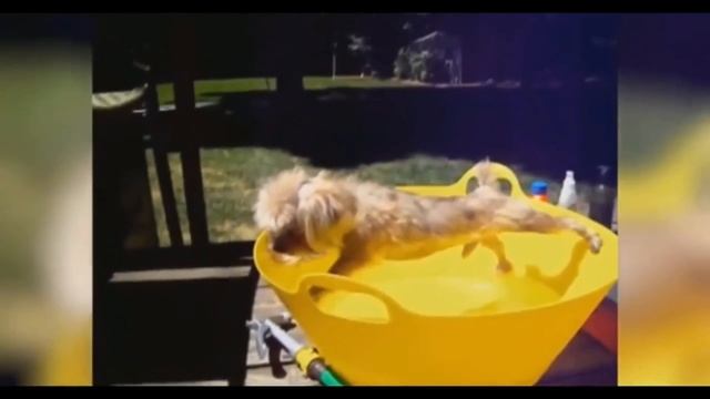 Приколы с Котами - Смешные коты и кошки 2018 | ТЕСТ НА ПСИХИКУ, ПРОБУЙ НЕ СМЕЯТЬСЯ!