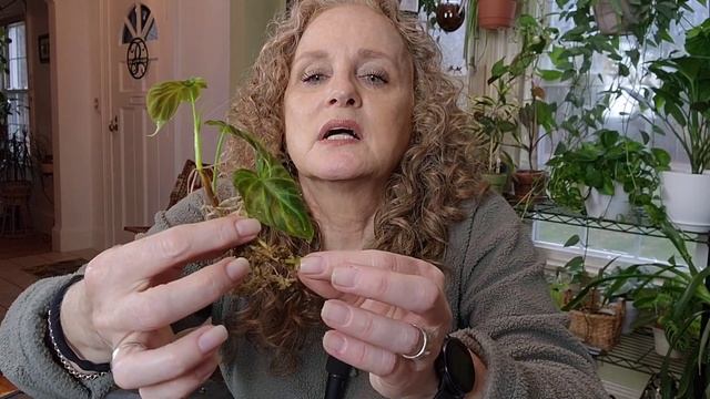 Showcasing my Philodendron Verrucosum & Alocasia Silver Dragon смотреть онлайн