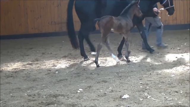 "D`Artagnan" (Diamond Hit x San Amour) Rudilore Mutterstamm geb. 04.03.2017 смотреть онлайн