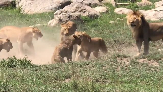 Lions Pride (Death Fight) смотреть онлайн
