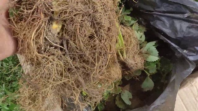 Купил новые сорта, которые давно интересны были Азия и Джоли ! Сажаем клубнику полным ходом! смотреть онлайн