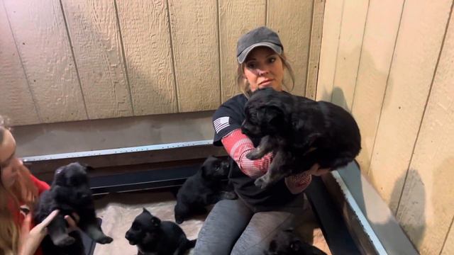 German Shepherd WOW! Elite Super Pups "A" Litter 4 Wks Candidates For Advanced Personal Protection смотреть онлайн
