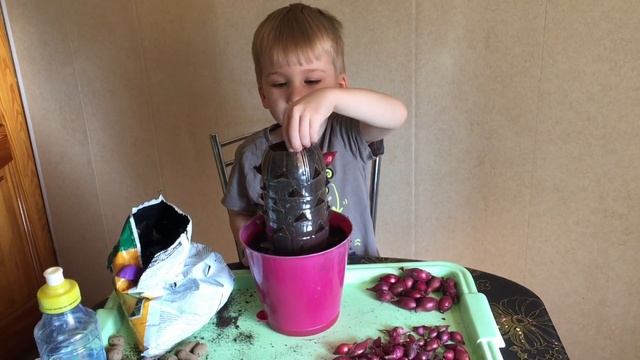 Сажаем луковое дерево в пластиковой бутылке. Зелёный лук на подоконнике. смотреть онлайн