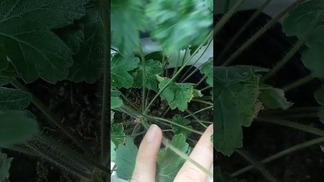 обрезка и прищипка пеларгоний смотреть онлайн