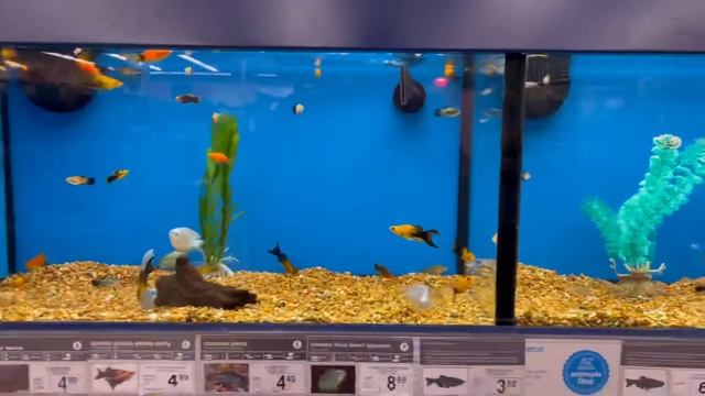 PETCO Arroyo Grande смотреть онлайн