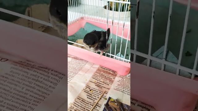 Птенец ласточки .Маленький попрошайка !!!??? смотреть онлайн
