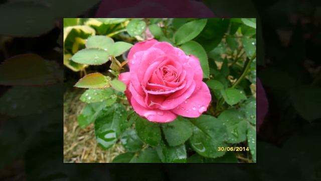 Heidi Klum Rose смотреть онлайн