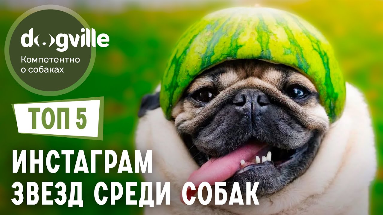 ТОП 5 Собак инста-звезд смотреть онлайн