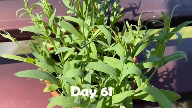 Planting And Growing Gypsophila Paniculata At Home.