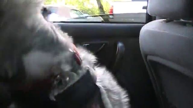 Lexie The Glen of Imaal Terrier Going CRAZY! смотреть онлайн