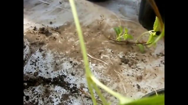 Обрезка, пересадка, черенкование фуксий весной. Часть 1 смотреть онлайн