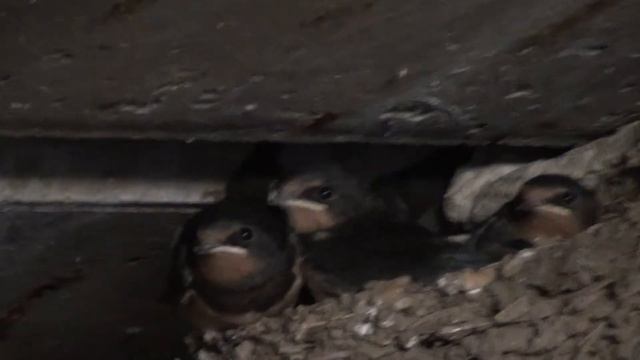 Ласточка и её птенцы. смотреть онлайн