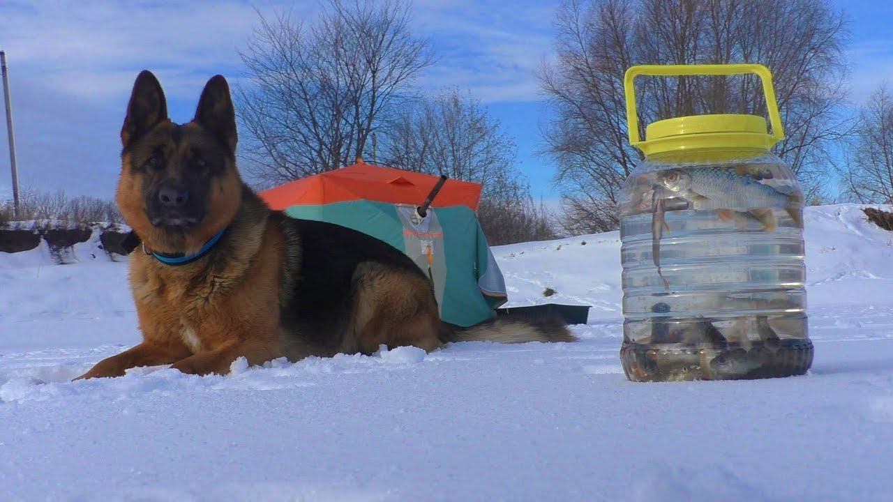 ЗИМНИЙ УЛОВ. Мороз, а в палатке жара смотреть онлайн